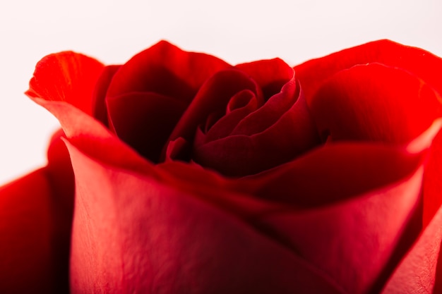 Бесплатное фото Красивая роза на белом фоне