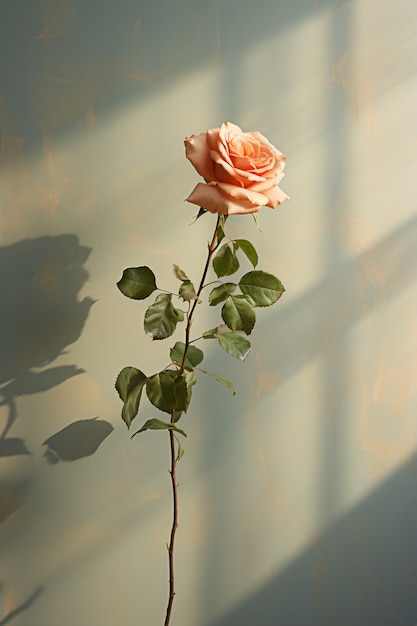 무료 사진 햇빛 아래 아름다운 장미