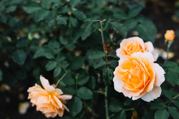 Красивые розы, цветущие в саду