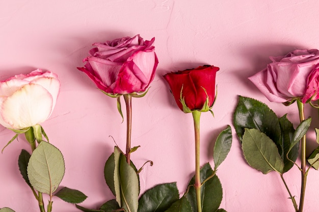 Beautiful roses in flat lay