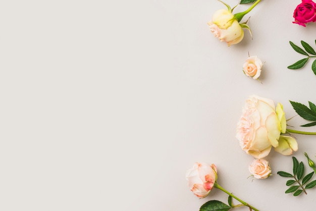 Beautiful roses and leaves