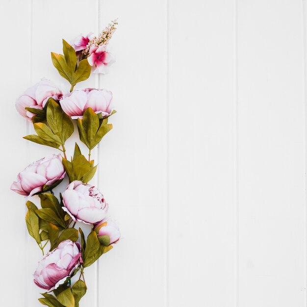 beautiful roses on white background with space on the right