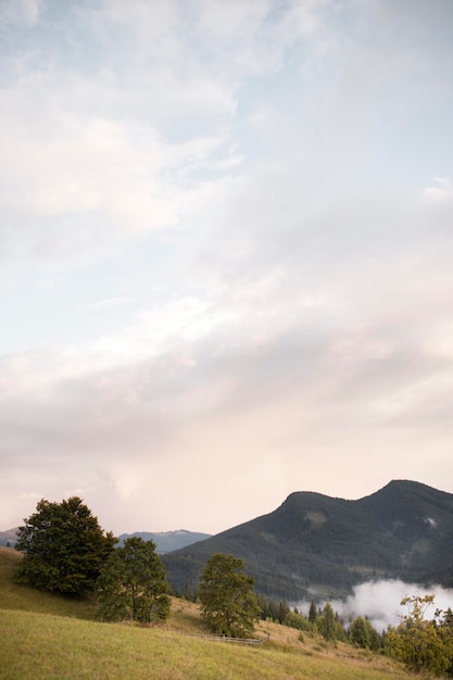 Beautiful rural view with trees