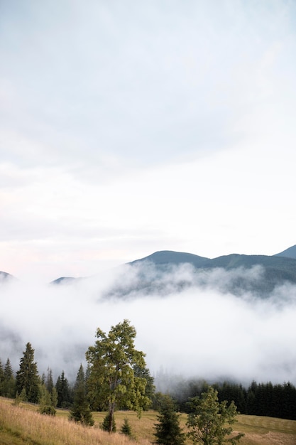 Foto gratuita bella vista rurale con alberi