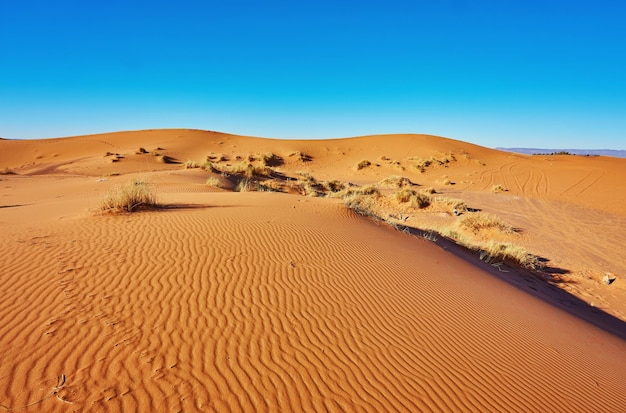 サハラ砂漠の美しい砂丘