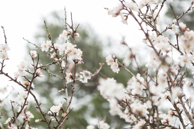 Beautiful scene of twigs with almond blossoms