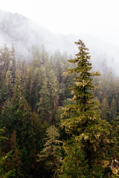 Beautiful scenery of an amazing wild forest with breathtaking greenery