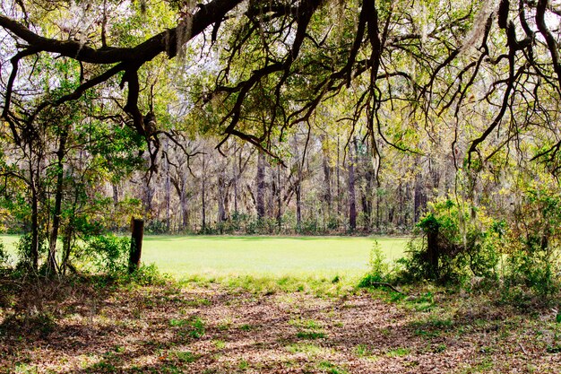 Beautiful scenery of an amazing wild forest