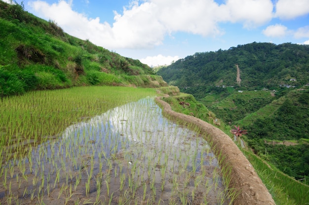 Красивые пейзажи рисовых террас Банауэ, провинция Ифугао, Филиппины