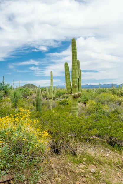 アリゾナ州ツーソン郊外のソノラ砂漠のさまざまなサボテンと野生の花の美しい風景