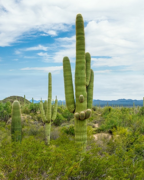 アリゾナ州ツーソン郊外のソノラ砂漠にあるさまざまなサボテンと野生の花の美しい風景