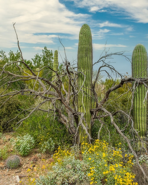 Beautiful scenery of different cacti and wildflowers in the Sonoran Desert outside of Tucson Arizona