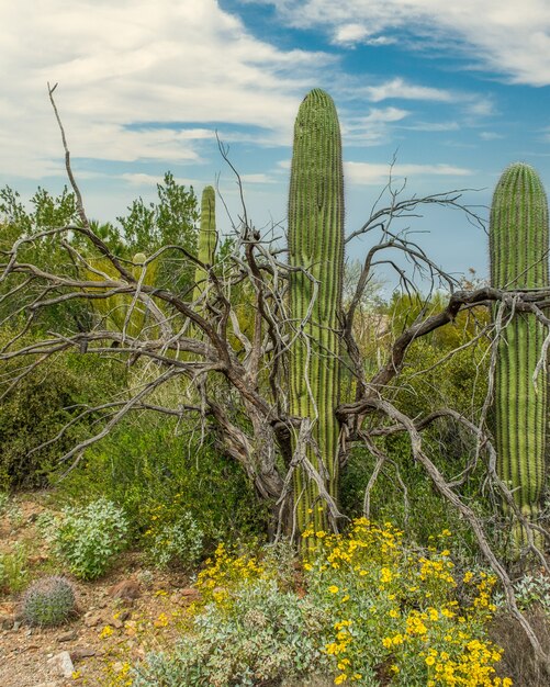 Beautiful scenery of different cacti and wildflowers in the Sonoran Desert outside of Tucson Arizona