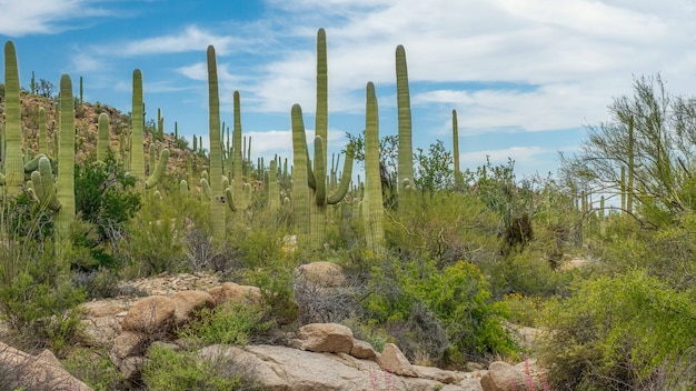 アリゾナ州ツーソン郊外のソノラ砂漠にあるさまざまなサボテンと野生の花の美しい風景