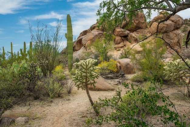アリゾナ州ツーソン郊外のソノラ砂漠にあるさまざまなサボテンと野花の美しい風景