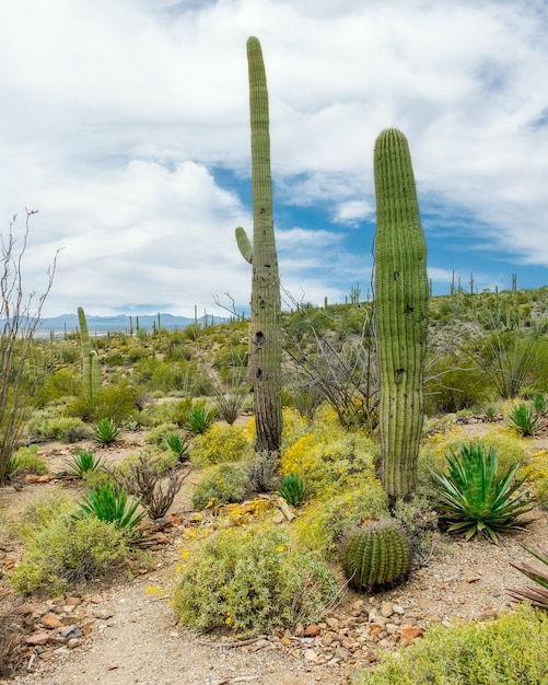 Free photo beautiful scenery of different cacti and wildflowers in the sonoran desert outside of tucson arizona