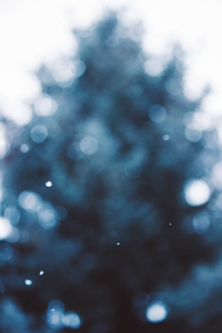 Free Photo beautiful scenery of falling snow in focus and a pine tree