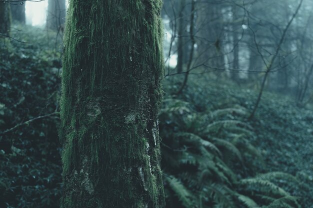 Красивые пейзажи туманного таинственного леса в мрачный день