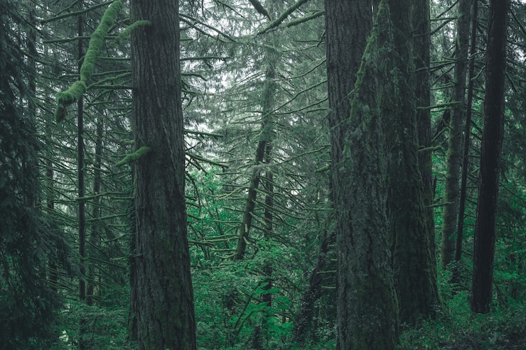 Free Photo beautiful scenery of a forest in the countryside on a misty day