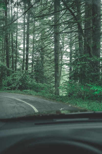 Splendido scenario di una foresta in campagna in una giornata nebbiosa