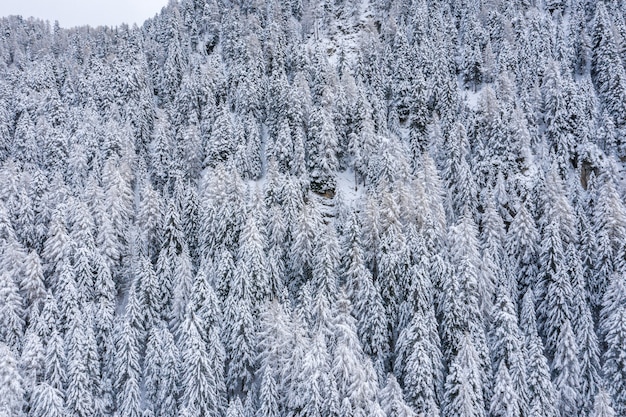 Красивый пейзаж леса в заснеженных Альпах зимой