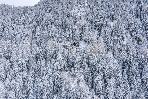 Beautiful scenery of a forest in the snowy Alps in winter