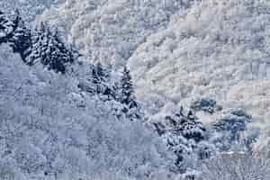 Free photo beautiful scenery of a forest with fir trees covered with snow