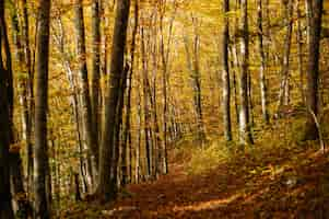 Foto gratuita splendido scenario di una foresta con molti alberi autunnali colorati