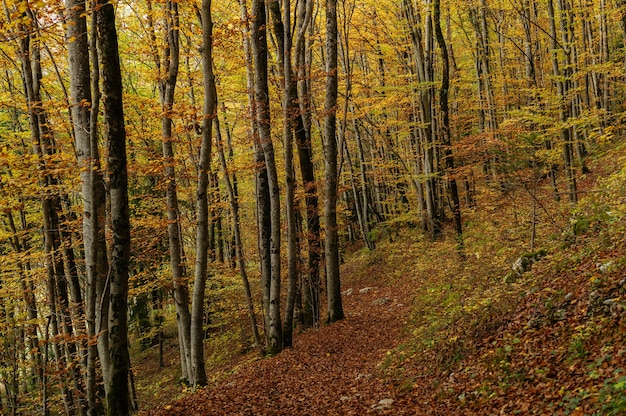Красивый пейзаж леса с множеством разноцветных осенних деревьев
