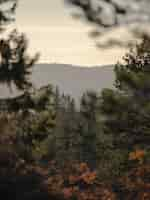 Free photo beautiful scenery of a forest with a lot of fir trees surrounded by high mountains in norway