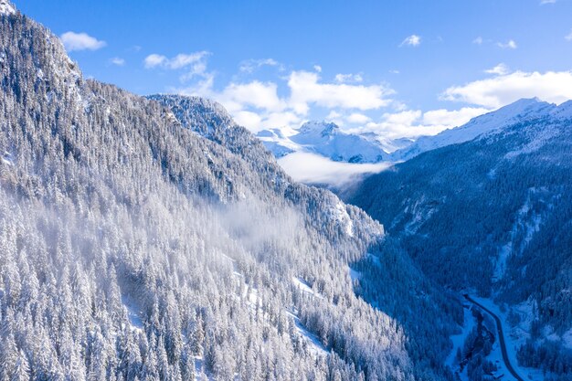 Uno splendido scenario di una foresta con molti alberi in inverno nelle alpi svizzere, svizzera