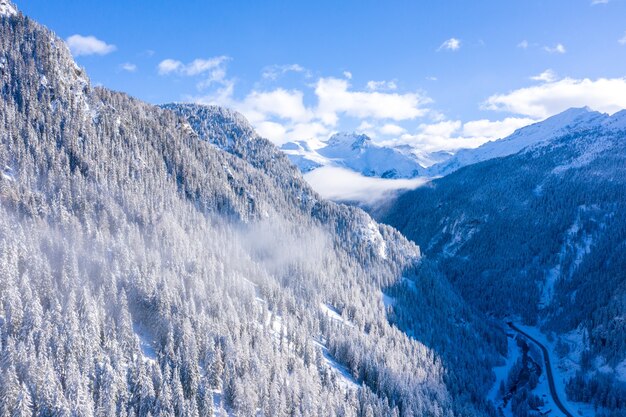 Красивый пейзаж леса с множеством деревьев зимой в Швейцарских Альпах, Швейцария