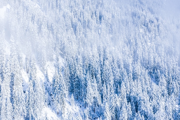 Красивый пейзаж леса с большим количеством деревьев зимой в Швейцарских Альпах, Швейцария