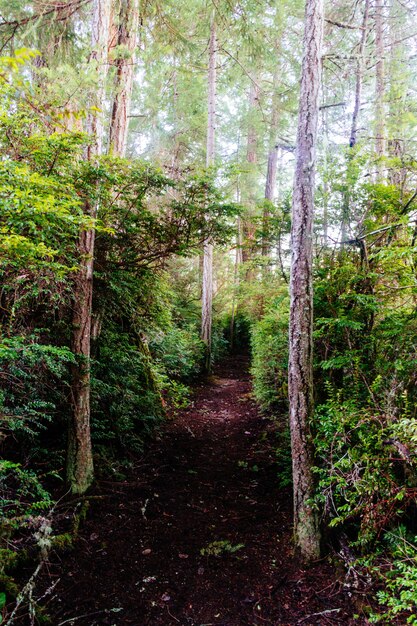 Beautiful scenery of a forest