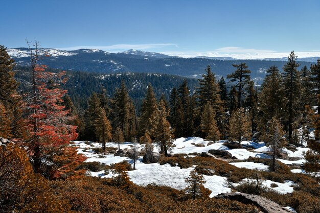 Beautiful scenery of fur trees in a snowy ground rocky mountain and a blue sky on the horizon