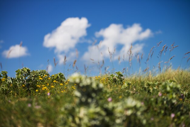 Beautiful scenery of a green field with yellow flowers under the cloudy sky