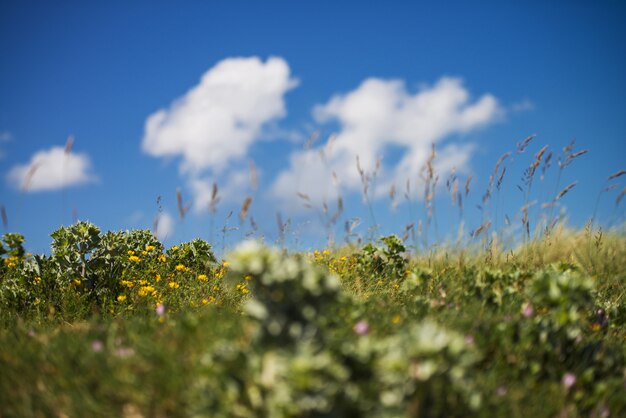 曇り空の下で黄色い花を持つ緑の野原の美しい風景