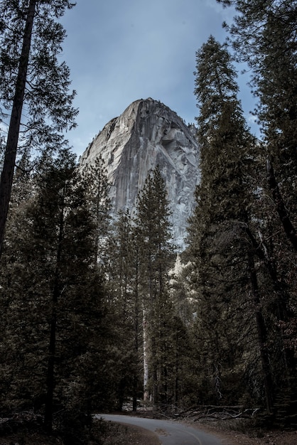 Beautiful scenery of green fir trees surrounded by high rocky mountains