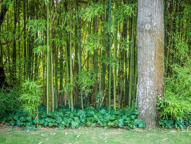 リスボン、ポルトガルの庭の緑の芝生の美しい風景