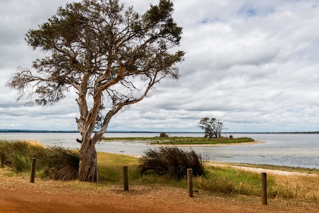 Splendido scenario di alberi verdi e cespugli vicino al mare sotto le nuvole pazze