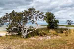 Foto gratuita splendido scenario di alberi verdi e cespugli vicino al mare sotto le nuvole pazze