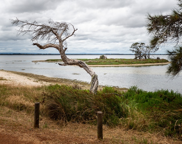 Foto gratuita uno splendido scenario di alberi verdi e cespugli vicino al mare sotto le nuvole pazze