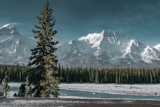 Free photo beautiful scenery of green trees surrounded by snowy mountains