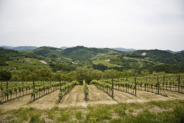 Beautiful scenery of a green vineyard surrounded by high rocky mountains