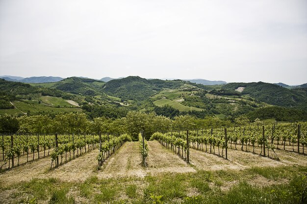 Красивый пейзаж зеленого виноградника в окружении высоких скалистых гор