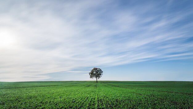 曇り空の下の緑地の美しい風景