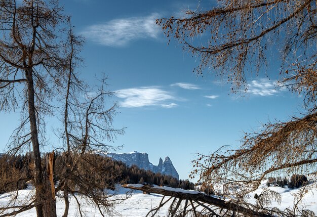 Beautiful scenery of high rocky cliffs and trees covered with snow in the Dolomites