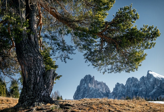 Красивые пейзажи высоких скалистых утесов и заснеженных деревьев в Доломитовых Альпах.