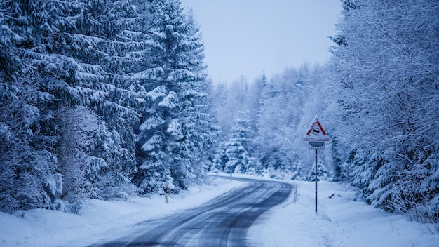 Foto gratuita bellissimo scenario di una strada ghiacciata circondata da abeti coperti di neve