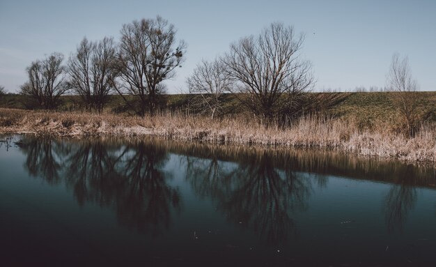 葉のない木々の反射で湖の美しい風景